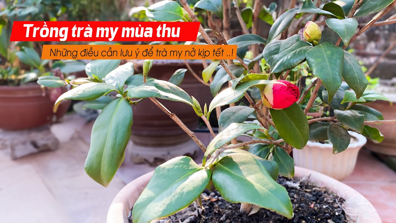 TRỒNG TRÀ MÙA THU ✅Những Điều Cần Lưu Ý Để Tránh Rụng Nụ Và Nở Hoa Đúng Tết
