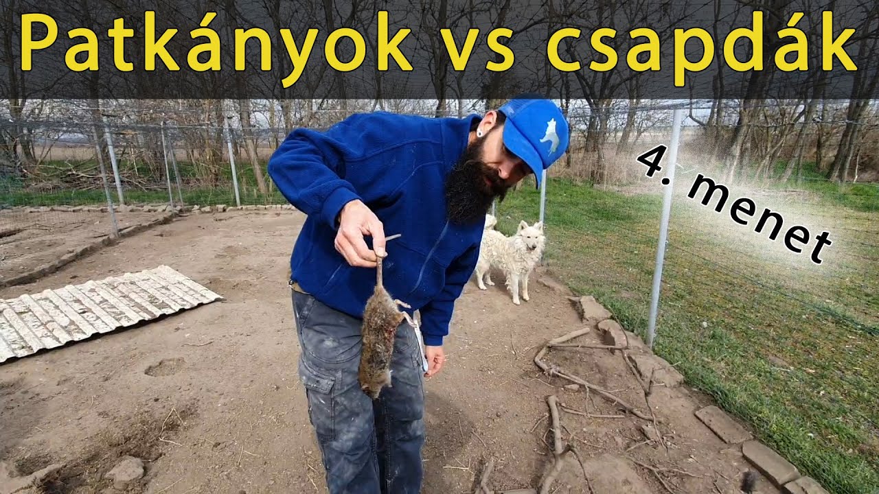 Patkány helyzet - 4. menet - ásó és kutyák