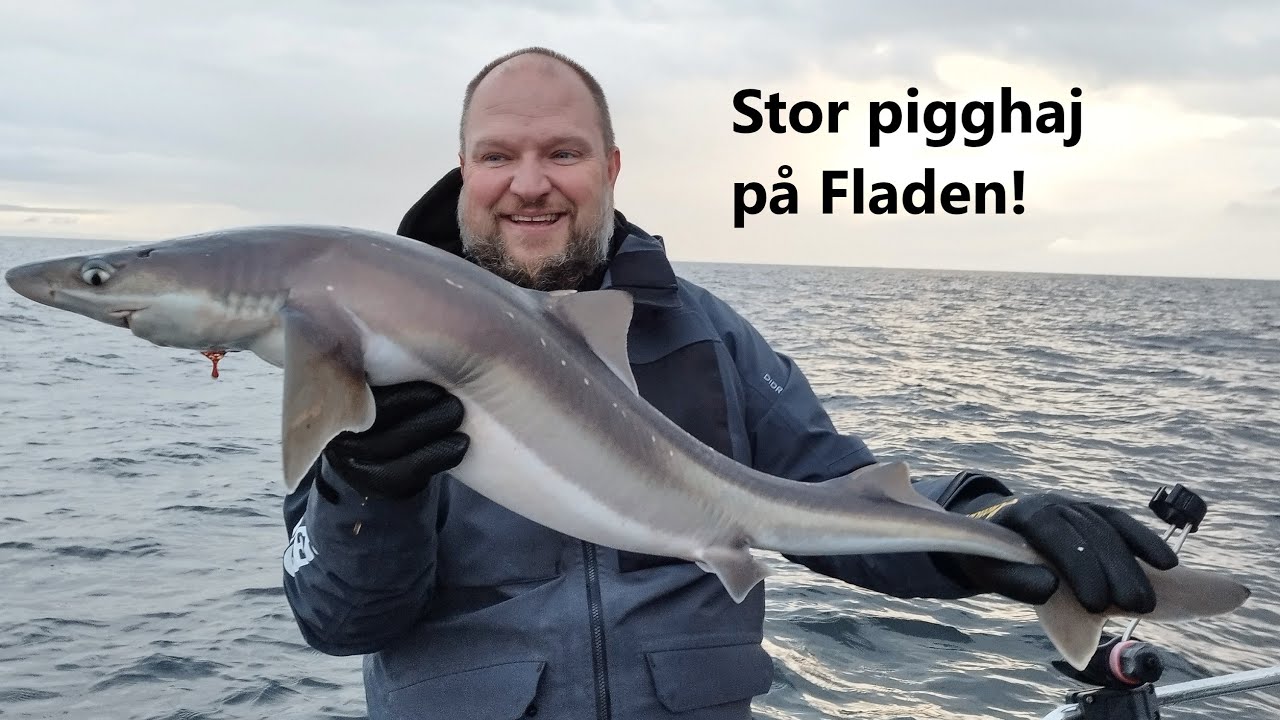 Svenska hajar i mängder!