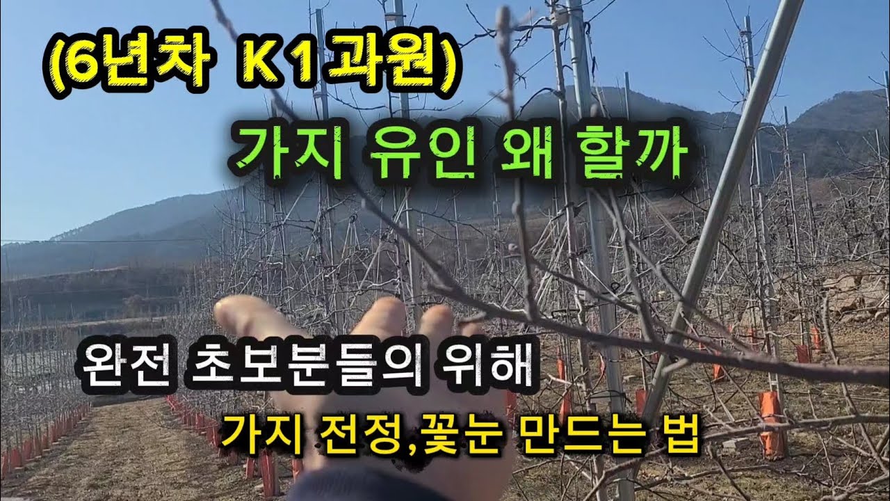 6년차 사과 조성,가지전정,꽃눈