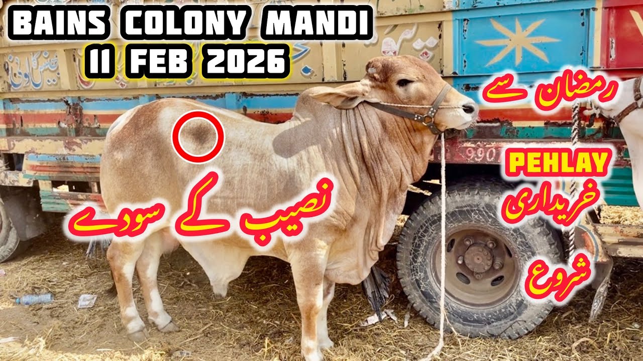 BHAINS COLONY KARACHI CATTLE RATES UPDATES 11 FEB 2026 || BAKRA EID 2026 