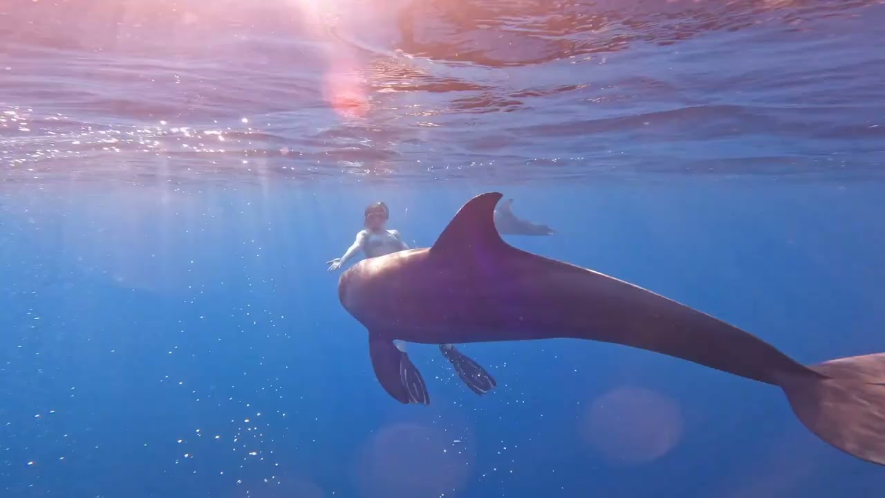 Dolphins in the red sea
