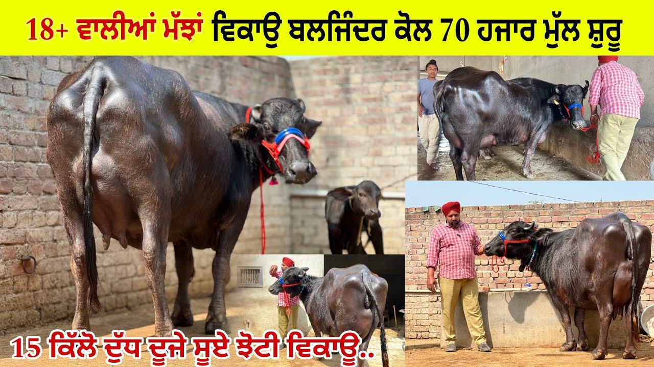 ਬਲਜਿੰਦਰ ਬੁਰਜ ਨੱਥੂ ਕੋਲ 18-17 ਕਿੱਲੋ ਦੁੱਧ ਵਾਲੀਆਂ ਝੋਟੀਆਂ ਮੱਝਾਂ/ 70 ਹਜਾਰ ਮੁੱਲ ਸ਼ੁਰੂ/ ਪੱਟੀ 