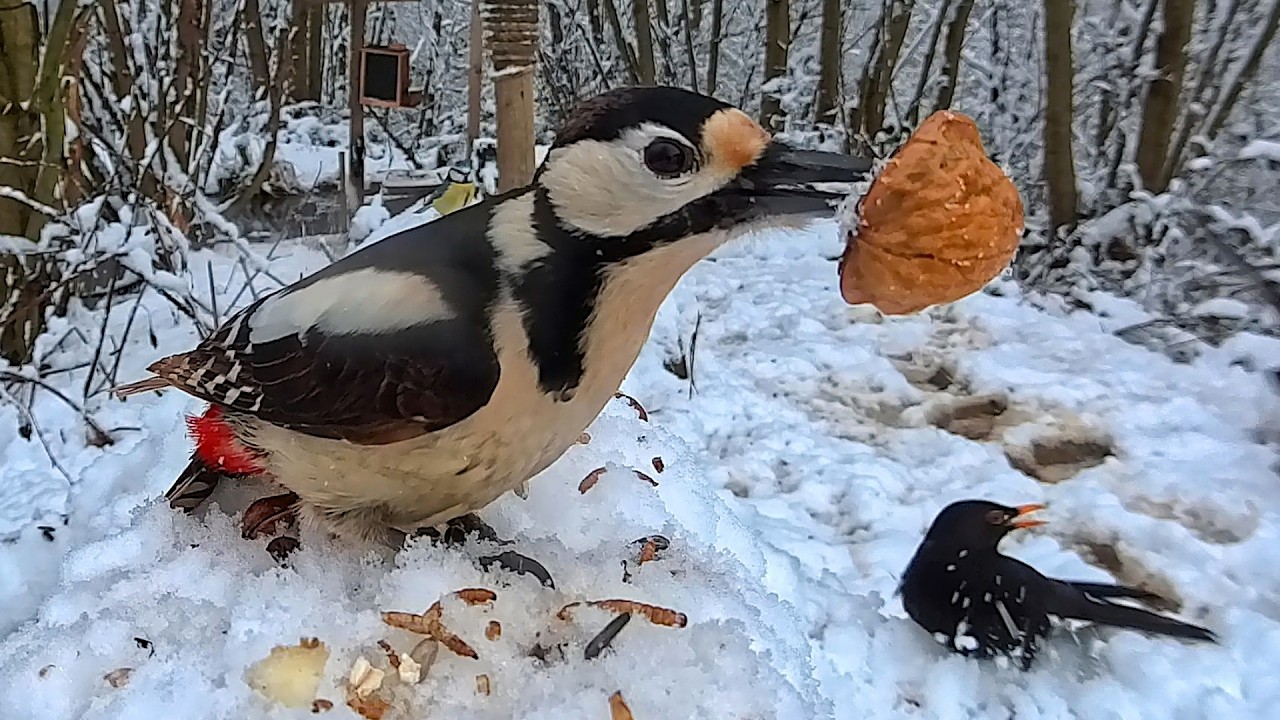 Vögel im Winter: Wildes Treiben im Schnee