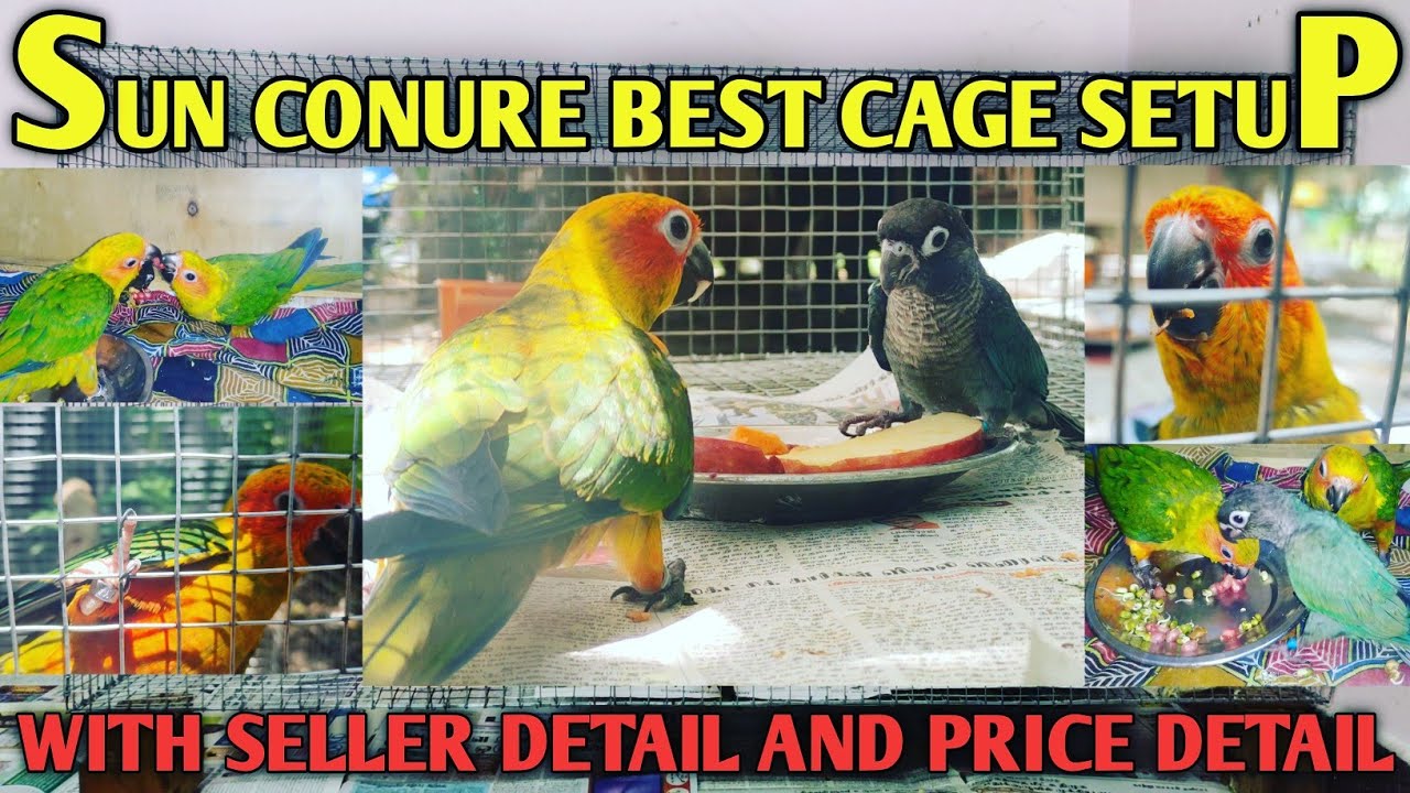 Sun conure cage setup | Sun conure care in tamil