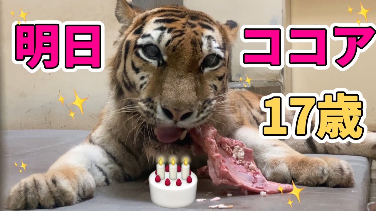 明日、誕生会開催！ココア17歳（人間だと84歳）🐯誕生日に向けて、食欲＆体力＆気力パワフルな女の子。元気と笑顔が出る天使のトラvol655@釧路市動物園