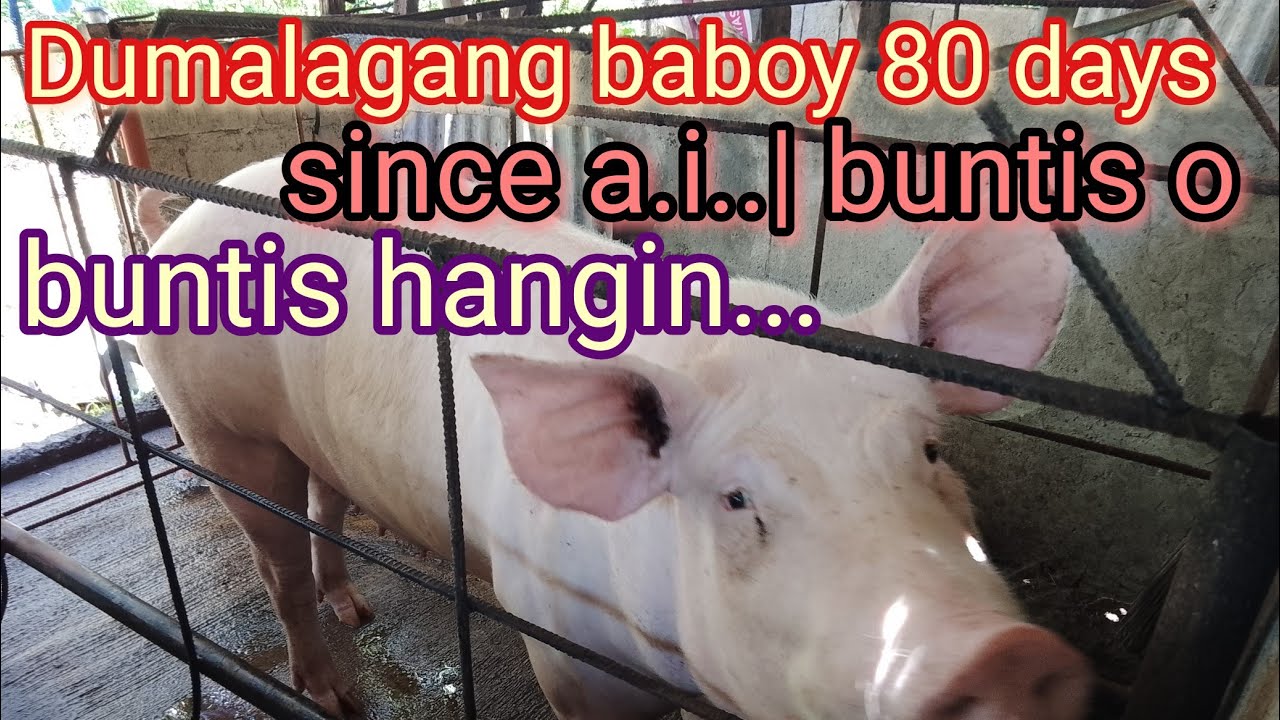 dumalagang baboy 80 days since a.i..|buntis o buntis hangin..
