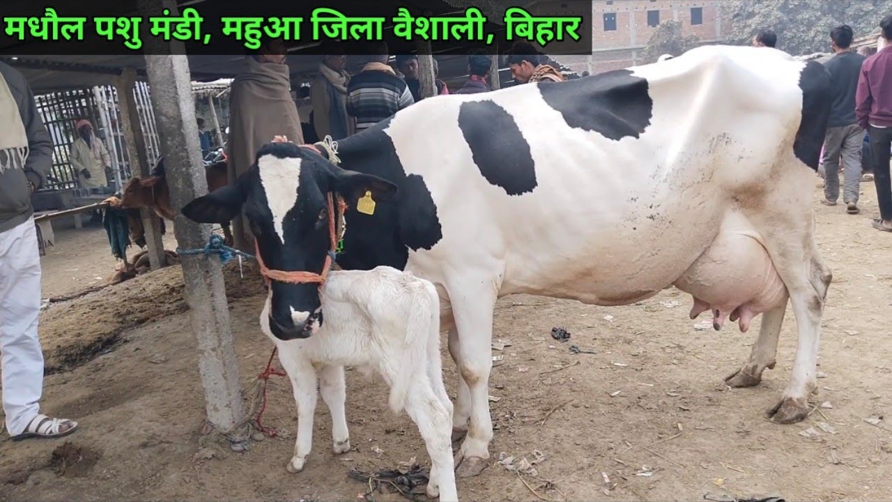 मधौल पशु मंडी में झारखंड के व्यापारी बड़ी बड़ी गाय कितने में खरीदी कर रहे हैं देखिए #cowmarket