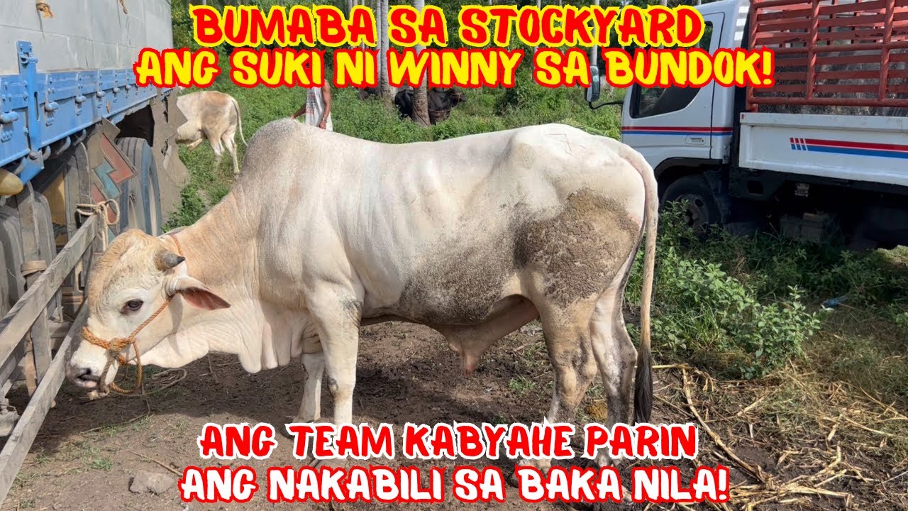 BUMABA SA STOCKYARD ANG SUKI NI WINNY SA BUNDOK! ANG TEAM KABYAHE PARIN ANG NAKABILI SA BAKA NILA!