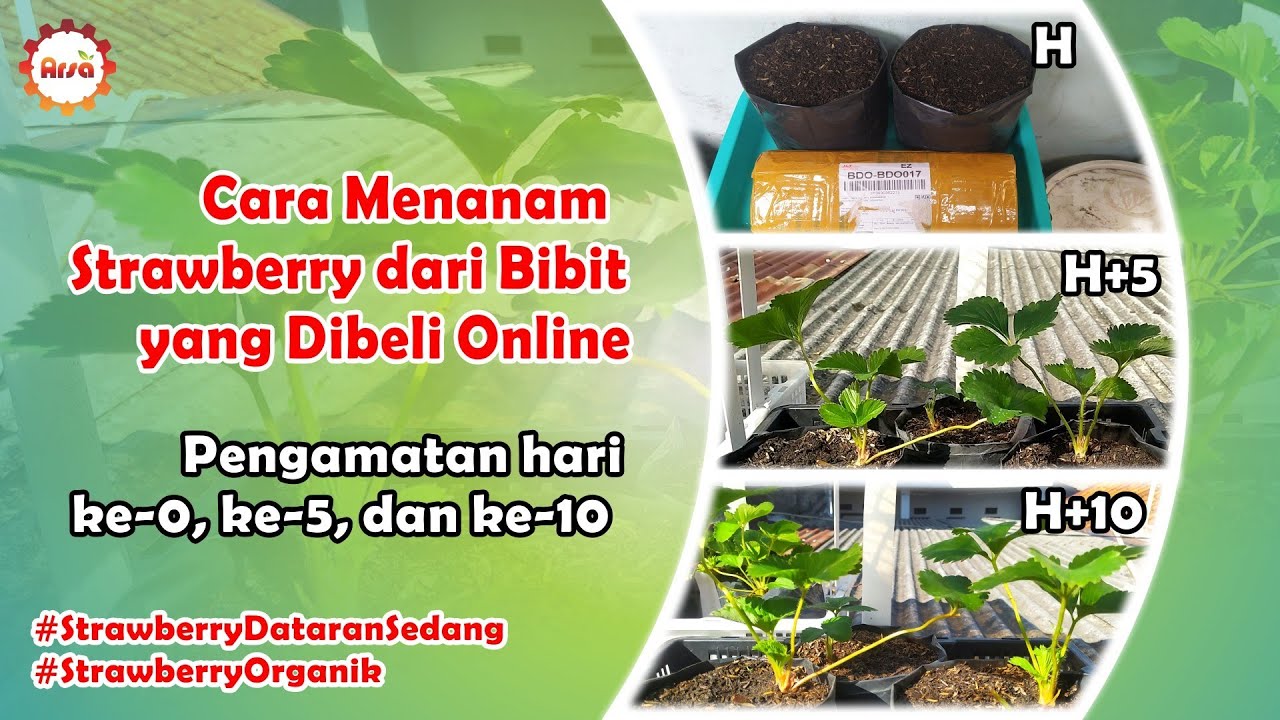 Cara Menanam Strawberry dari Bibit yang Dibeli Online
