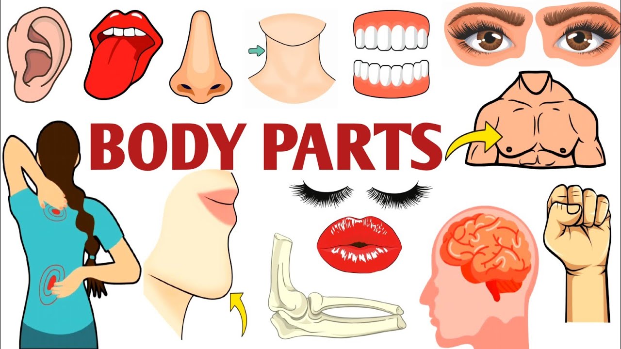 Parts of the Body | Parts of the Body for LKG Kids | Learn Body Parts & Sense Organs | #partsofbody 