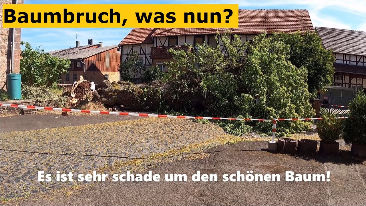 Waldbauerbericht: Plötzlicher Baumumsturz unserer alten Kirchenlinde, Teil 2: Aufräumen