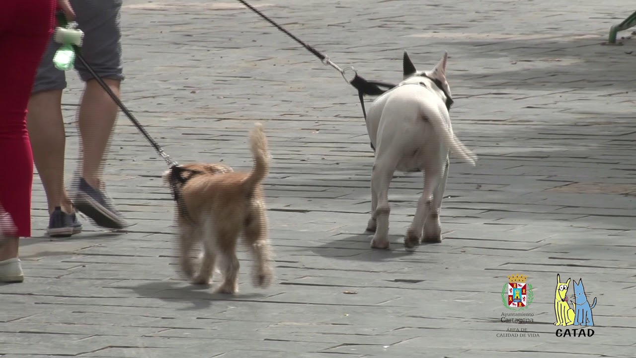 CATAD Cartagena Centro de Acogida y Tratamiento de Animales Domésticos