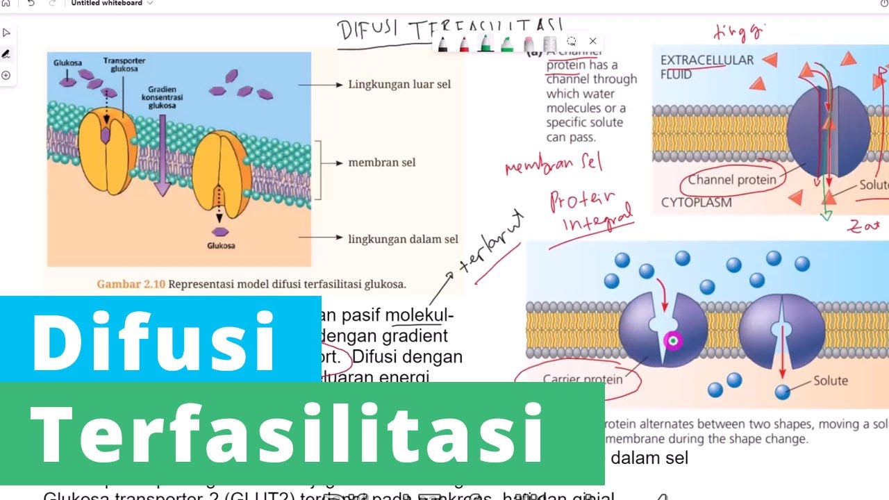 Proses Terjadinya Difusi Terfasilitasi - Transport Pasif