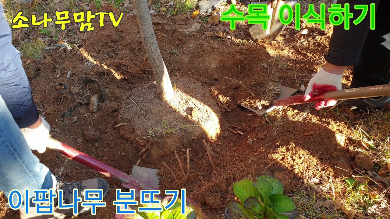 수목 이식하기 - 수목 이식 중 굴취(분뜨기)하는 방법