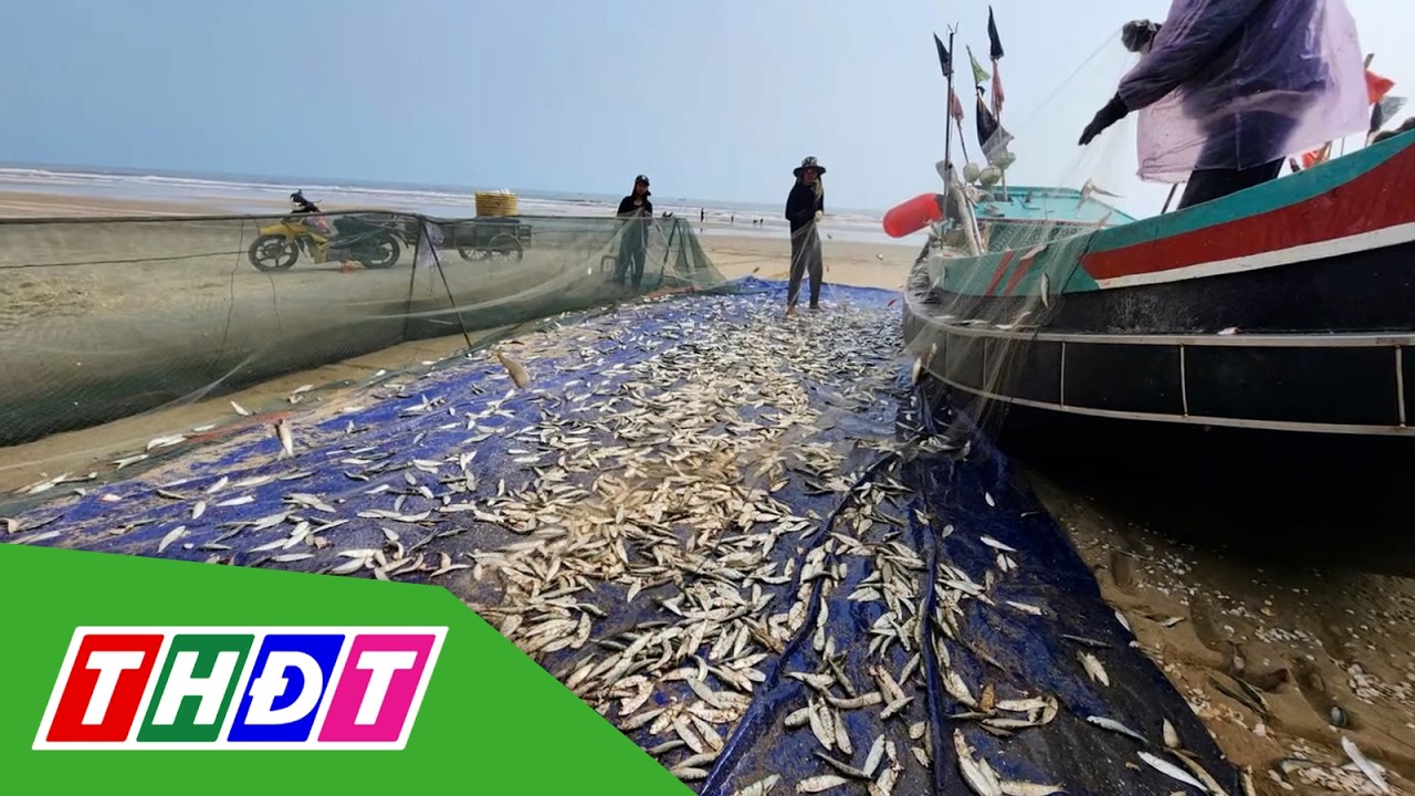Ngư dân trúng đậm cá trích | THDT
