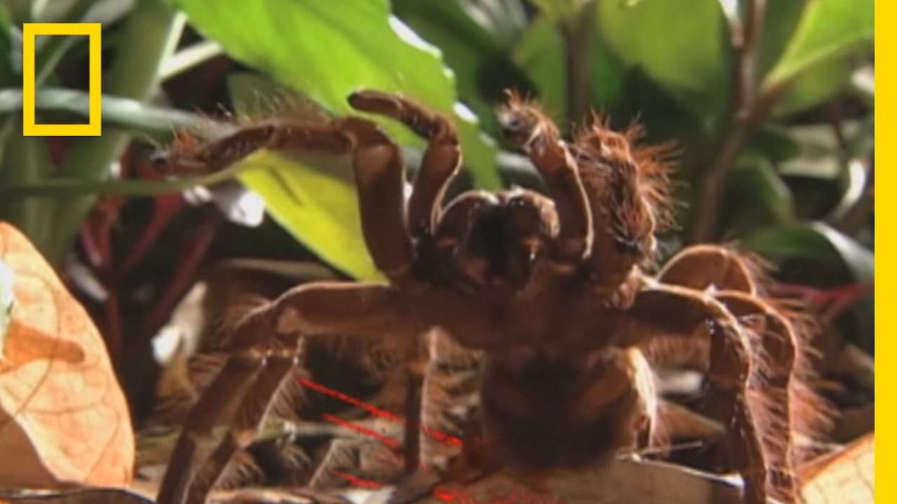How to Survive a Giant Tarantula Encounter | National Geographic