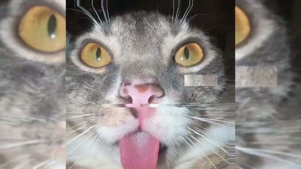 MONTAGEM ESPACO RENICHT MEOWSITH (SLOWED) · SoulFusi · SASORIIXPP · DJ VETA3