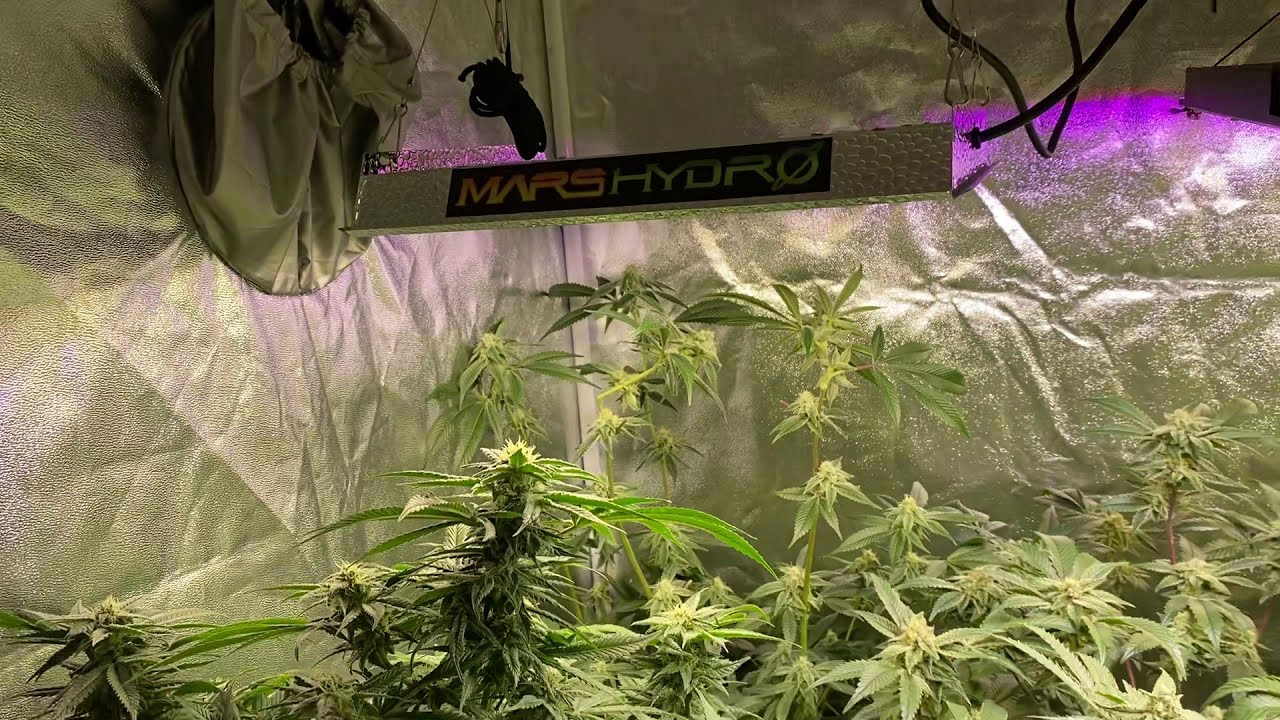 Mars Hydro TS600 update wk 6 flower