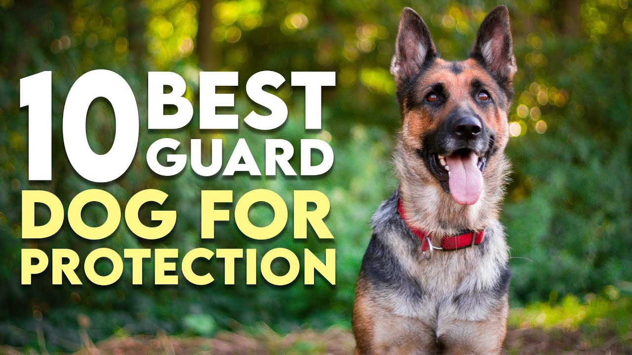 10 Dog Breeds That Can Protect You from Wild Animals
