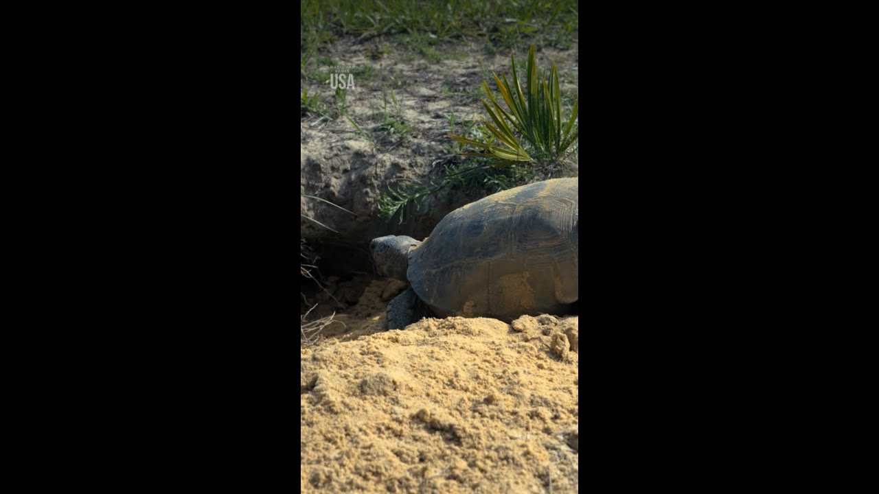 Have you ever seen a gopher tortoise burrow? 🐢 #NationalParksUSA