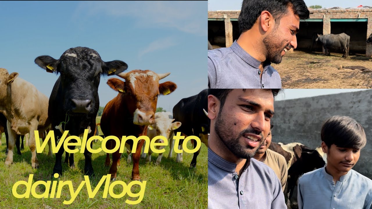 Aj lgaya teedho k sth shugal havi wala 😂     Deravibes903