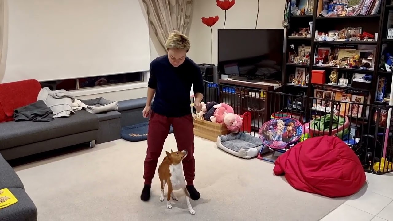 Simple trick to teach basenji - Makena's synchronised walk