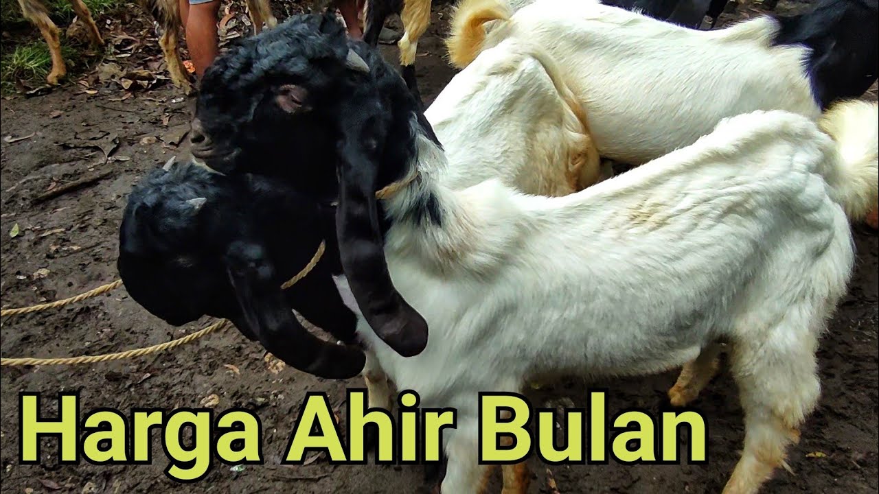 HARGA AHIR BULAN ??? PASAR DURENAN TRENGGALEK.