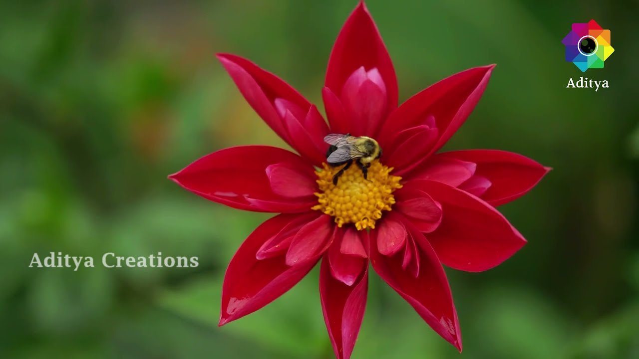 Poomizhiyil Nee Pookkalam... | Beautiful Romantic Song | P. Jayachandran
