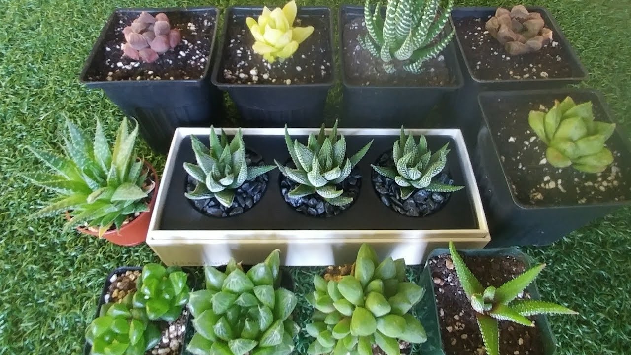 101 Different Kinds of Haworthias