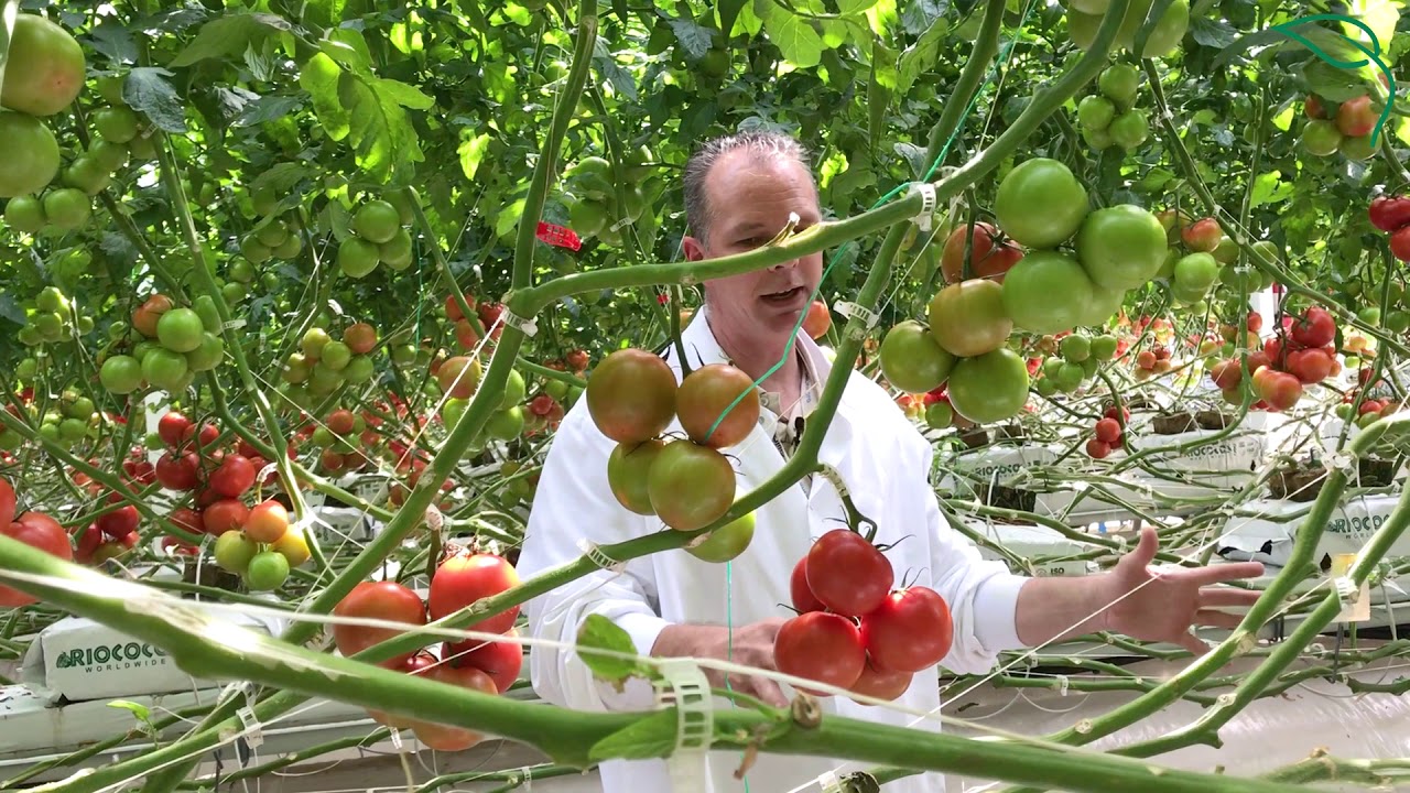 Harvesting & Packing Greenhouse Tomatoes