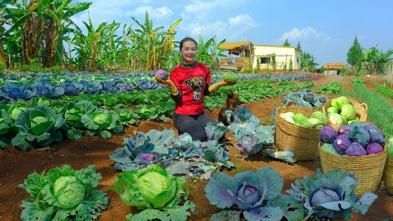 Harvest Homegrown Purple Cabbage And Green Cabbage To Sell At The Market &ndash; Cook, Garden, Daily Life