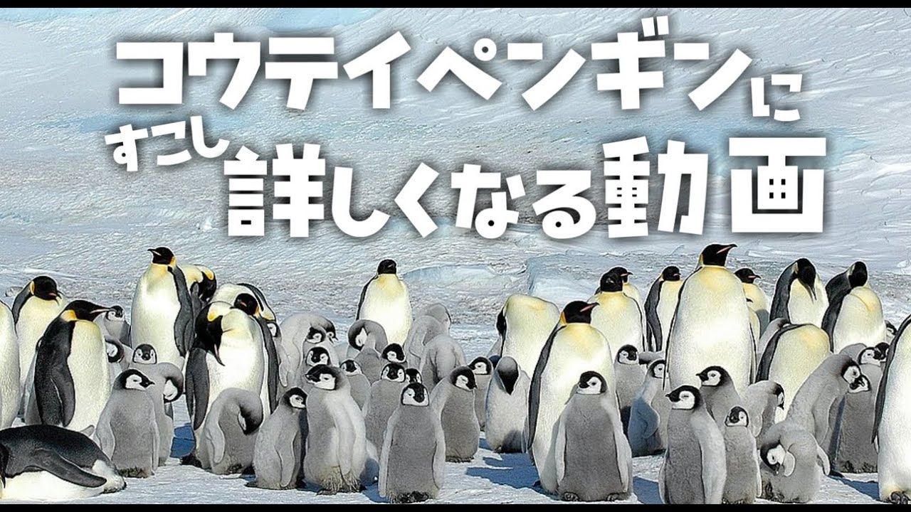 コウテイペンギンにすこし詳しくなる動画　修正版　[VOICEROID解説]