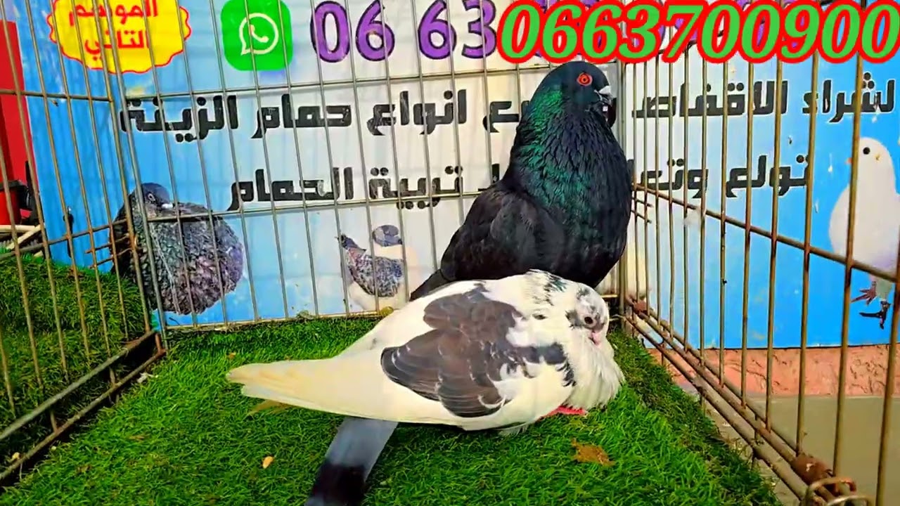 توليعة 23 شعبان حمام جميل و يوم اجمل ⏳️🔜رمضان 🌛