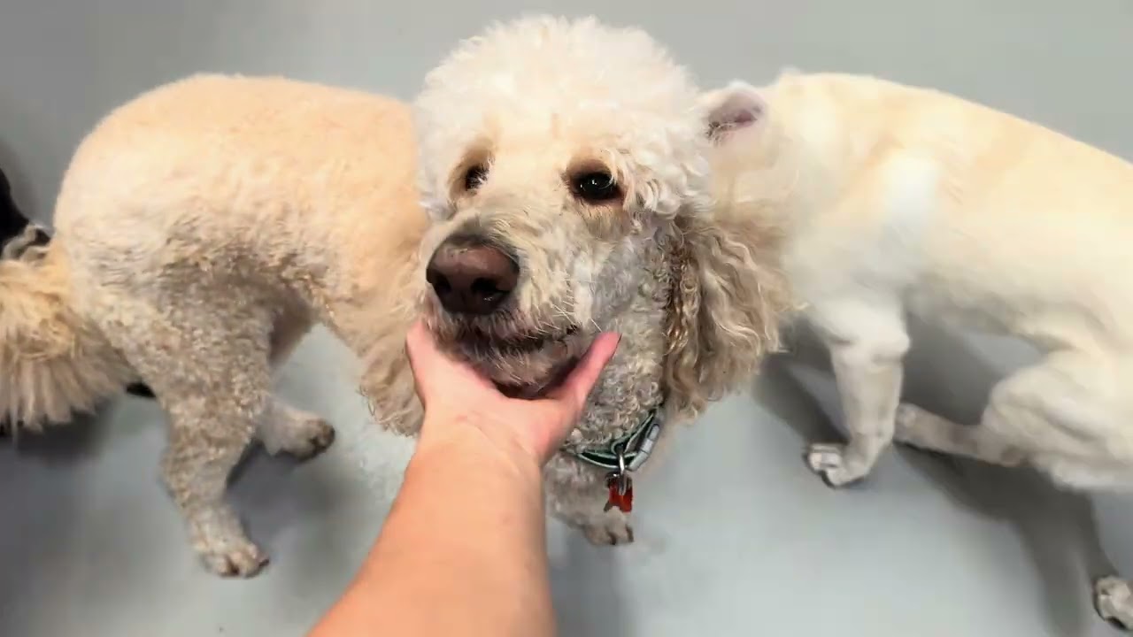  Not Just Daycare | PawPals Enrichment Model Explained