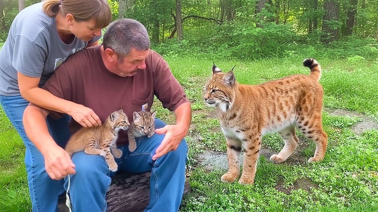 A Family Saves Crying Bobcat Kittens – Just Watch How Mama Bobcat Thanks Them!