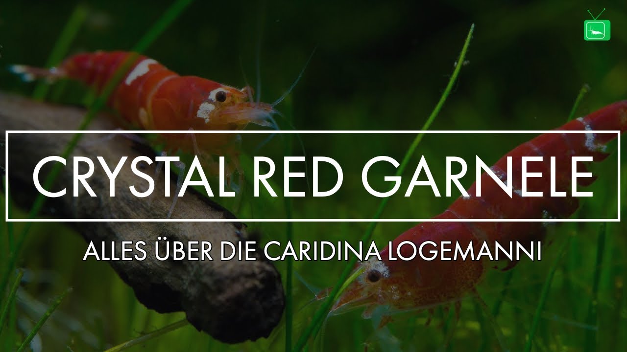 ALLES ÜBER DIE CRYSTAL RED GARNELE | Portrait | GarnelenTv
