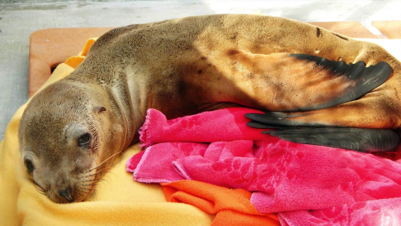 Marine Mammal Care Center Los Angeles