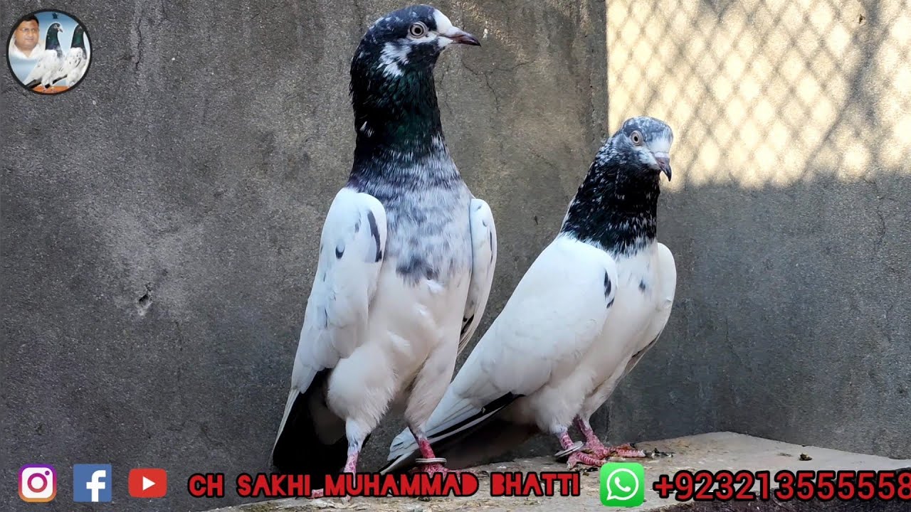 Teddy Kabootar | Ch Sakhi Muhammad Bhatti Pigeons