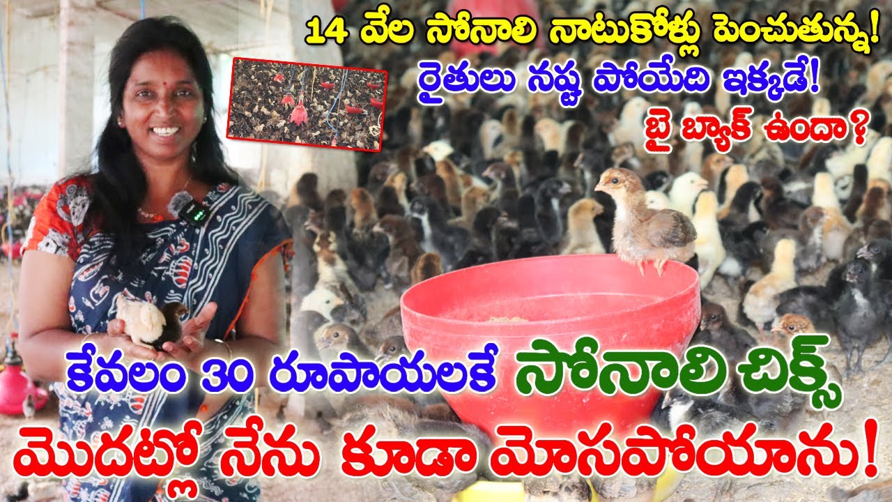 తక్కువ ధరకే సోనాలి చిక్స్ | Sonali Breed Chicken Farming |Low cost Chicks for sale| బై బ్యాక్ ఉందా?