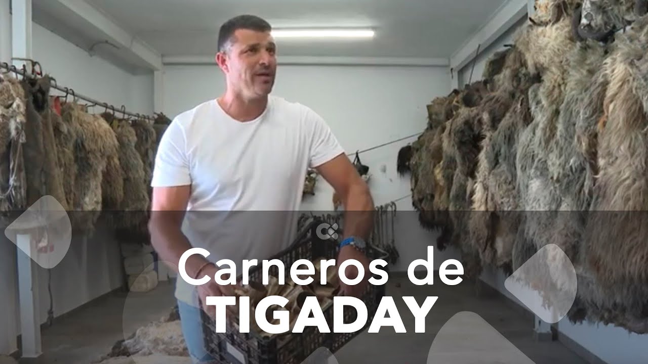 Se ultiman los preparativos para la salida de los Carneros de Tigaday