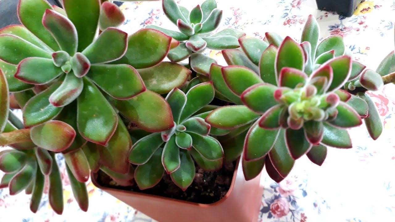 Echeveria Pulvinata / sukulent bakımı 