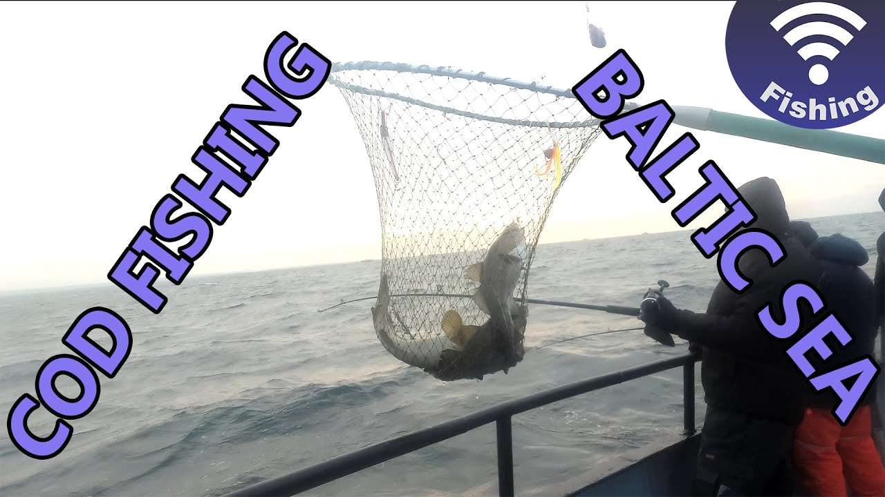 Cod fishing in Baltic sea / Menkių žvejyba (4K UHD)
