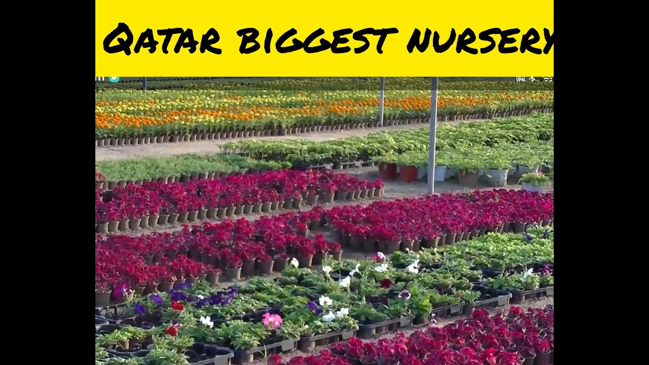 Qatar biggest nursery/nursery in qatar alkhor/buy plants in cheap rate in qatar #vlog #ytviralvideo