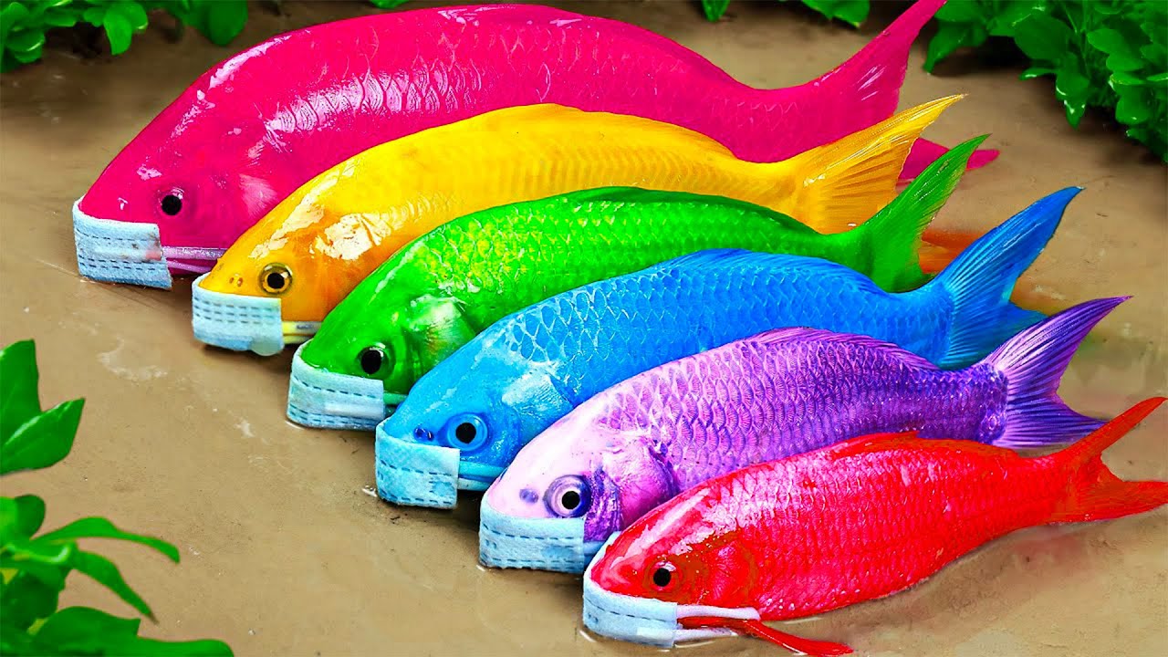Tak terduga tertangkap ikan hias aneh di kolam kecil, anak bebek, buaya, ular pelangi