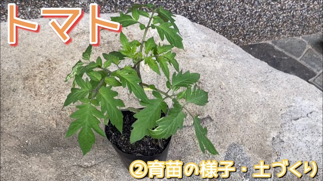 トマト栽培②育苗の様子&土づくり　2023年