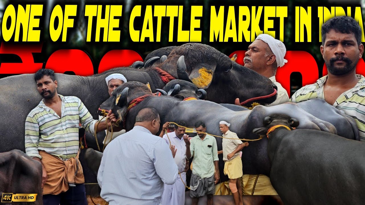 ✨One of the Cattles Market in India | Chattipparamba Chanda | Buffalo market Kerala|Livestock market