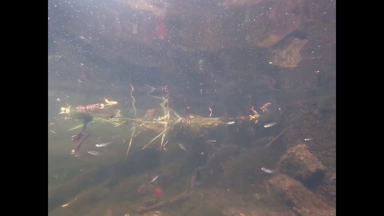 under river Chelmer , Diving the pool next to the mill museum