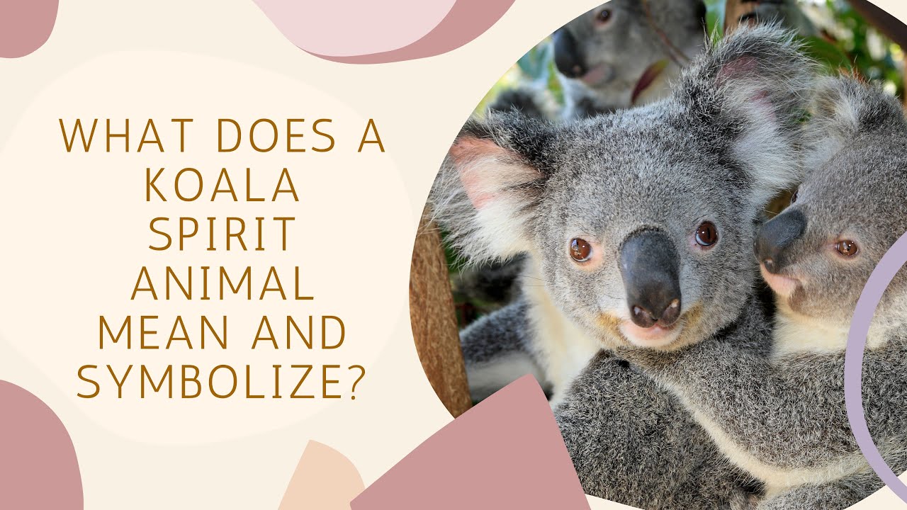 What Does a Koala Spirit Animal Mean and Symbolize?