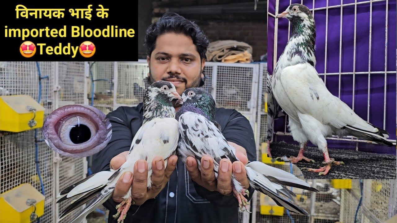 Vinayak Bhai Ke Top Quality Ke Imported Bloodline Ke Kantowale Teddy, Kalsare Teddy Kabootar. Mumbai